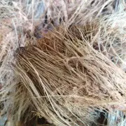 Coconut Husk Fiber 100% Organic, Growing Media, Orchid, Anthurium, Hoya plant