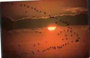 VTG CA Afternoon Geese Northern California Pacific Flyway