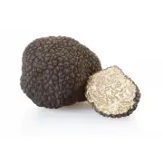 Mycélium de Truffe Blanche d'été - Kit de Culture Champignons - grow mushrooms