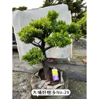 在飛比找蝦皮購物優惠-羅漢松盆栽 No.26 松樹盆景 蘭嶼羅漢松 羅漢松老樹頭 