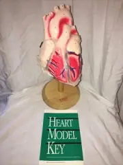 Denoyer Geppert Heart of America Model Anatomical Human Wooden Base Anatomy New