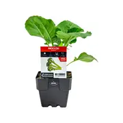 100mm Broccoli Bambino - Brassica hybrid F2