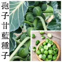 在飛比找蝦皮購物優惠-🌱（孢子甘藍種子）蔬菜種子 四季蔬菜抱子甘藍 小包菜 紫孢子