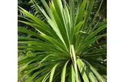 CORDYLINE australis / NZ CABBAGE PALM / SEEDS