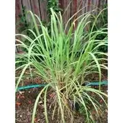 LEMON GRASS 'East Indian' seeds / Lemongrass