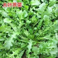 在飛比找蝦皮購物優惠-薺菜種子野生薺薺菜 大葉野菜種籽陽臺四季盆栽青菜保健蔬菜種子