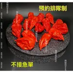 印度鬼椒 BHUT JOLOKIA GHOST PEPPER 小農種植 產地直送 全站最低價