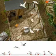 8 Domestic geese OO/HO gauge figures Busch 1195