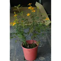 在飛比找蝦皮購物優惠-芳香萬壽菊/四吋盆/五吋盆/菊花/菊花茶/香草植物/無農藥/