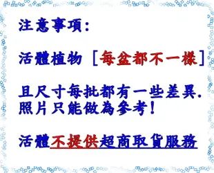 活體 [ 桑葚樹 桑樹 ] 室外植物 6-8吋 多年生果樹盆栽 結果可食用或釀酒 蠶寶寶食物