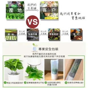 【現貨】【小品文化】白斑毬蘭 4吋透明免澆水懶人盆栽 簡單好種植 觀葉植物 陽台植物 自動吸水 創意花盆 居家辦公盆花