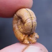 17mm Ammonite Peresphinctes sp Madagascar Fossil Jurassic Pendant 7