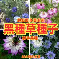 在飛比找蝦皮購物優惠-🌱黑種草種子🌱驅蚊草花卉種子 四季播種 室外庭院盆栽花種子 