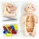 兒童啟智 科教人體器官模型 DIY拼裝玩具 human organ model