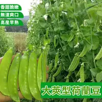 在飛比找蝦皮購物優惠-大莢荷蘭豆種子高產四季播軟莢菜豌豆苗豆角甜豌豆蔬菜種子豌豆籽