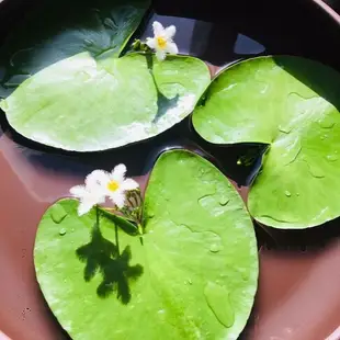 一葉蓮水培花卉碗蓮觀葉觀花水生植物盆栽開花心形蓮花水生好養