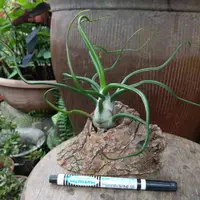 在飛比找蝦皮購物優惠-空氣鳳梨--小章魚 巨大（T.bulbosa Giant)