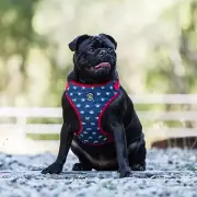 Winston Manner Dog Harness in Diggin Denim