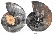 Large Black Ammonite PAIR Deep Crystals XXXXLG 7.4" 188mm 110myo fossil 3148uo