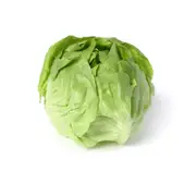 Lettuce - Mini Butterhead seeds