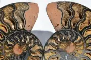9837 RARE 1in100 BLACK Ammonite PAIR Deep Crystals 110myo FOSSIL LRG 129mm 5.1"