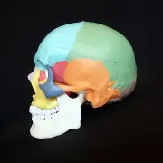 Coloured Didactic Anatomical Human Skull Model - Medical Skeleton Anatomy