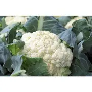 CAULIFLOWER 'Snowball' seeds