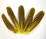 5 Pcs PEACOCK QUILLS 6"-10" Dyed YELLOW Feathers; Costume/Hat/Bridal/Halloween