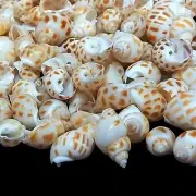 Babylon Shells For Crafts Art Decor Natural Sea shell approx.650 pcs