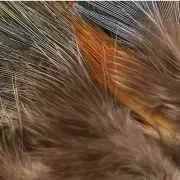 Spirit River Strung Ringneck Pheasant Rump