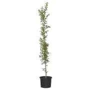 270mm Crepe Myrtle - Lagerstroemia tuscarora