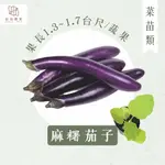 【拈花微笑】茄子｜麻糬茄子｜3吋｜菜苗｜料理｜食用蔬菜｜調味料｜烹飪｜有機｜蔬果