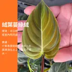 絨葉蔓綠絨 蔓綠絨 植物 IG 網紅 觀葉植物 網紅植物 室內植物 空氣淨化 陽台植物 高級植物