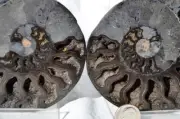 9808 RARE 1in100 BLACK Ammonite PAIR Deep Crystals 110myo FOSSIL LRG 126mm 5.0"