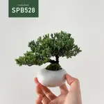 【TANAKA BONSAI】SPB528 珍珠柏盆景 ｜松柏盆栽