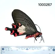 Papilionidae Byasa latreillei ticona Male A1 #267 MYANMAR (BURMA)