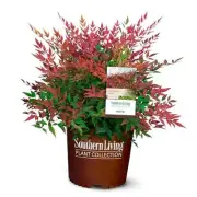 2 Gal. Obsession Nandina Shrub