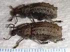 RARE Curculionidae 2 Weevil specimens Pair? Australia #Z27 Beetle Insect Bug