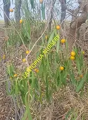 Gumbi Gumbi Fruit Tree 1 x Plant Seedling Tubestock Pittosporum angustifolium
