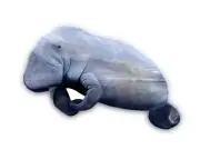 Manatee hand painted and carved from Florida Palm tree frond original beach art