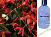 Christmas Bush - Reed Diffuser Refill