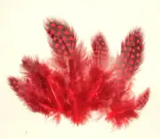 Spotted Guinea Hen Feathers 1-4" Body Plumage RED dyed 1/4 oz bag