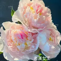 在飛比找蝦皮購物優惠-✨新品（ 芍藥花苗種子 ）花卉室外 盆 室内 植物庭院四季 