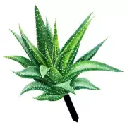 Plants Outdoor Decorative Garden Inserts Acrylic Stake Aloe Vera