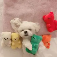 在飛比找ETMall東森購物網優惠-韓國原單ins風毛絨玩具小熊軟糖可愛發聲玩具狗狗貓咪啃咬解悶