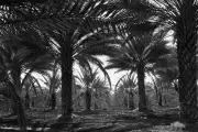 Date palms Dorothea Lange Poster Print