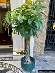 Buy Plaited Plants - Malabar Chestnut - Pachira glabra