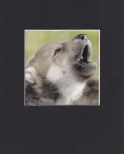 8X10" Matted Print Art Photo Picture: Wolf Wolves, Howl
