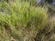 Buy Swamp Sheoak Trees - Casuarina glauca