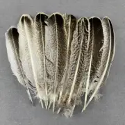 10/50pcs Turkey Plume Pheasant Feathers For Decoration Crafts Carnival Jewelry